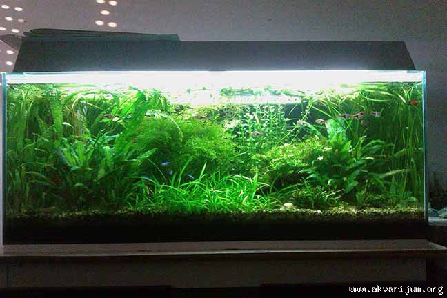 160l zelenila u budžetu